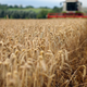 Wheat being harvested in an open field. It could be a thing of the past someday.
